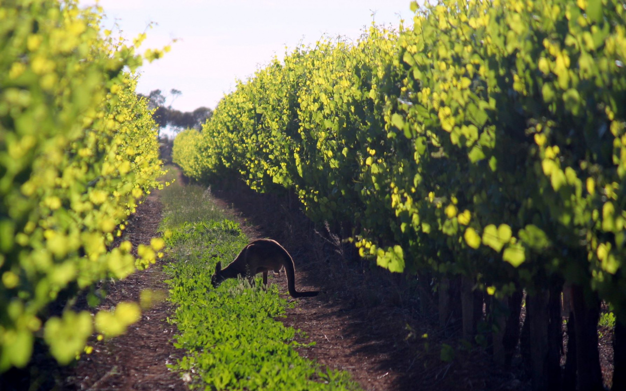 Webinar: Fair Dinkum Aussie - Kanga Rouge for the 2020's