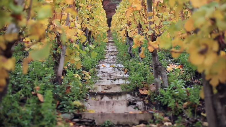 Ernst Loosen’s Guide to the Erdener Treppchen Vineyard