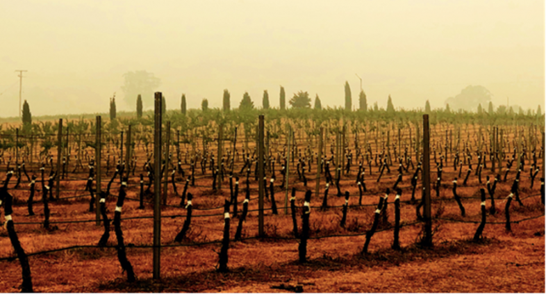 A Tough Summer - Gundog Estate, Hunter Valley, NSW