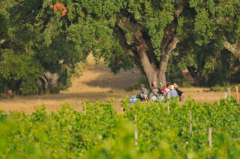 Vintage 2020 at Herdade do Mouchão