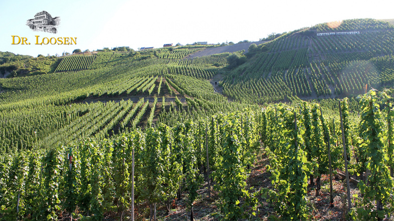 DR. LOOSEN REVIEWS - DEUTSCHLAND WEIN TOUR 2025 - YVES BECK