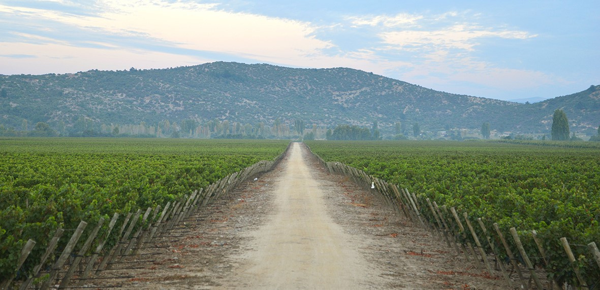 Kintu Our Wineries ABS Wine Agencies