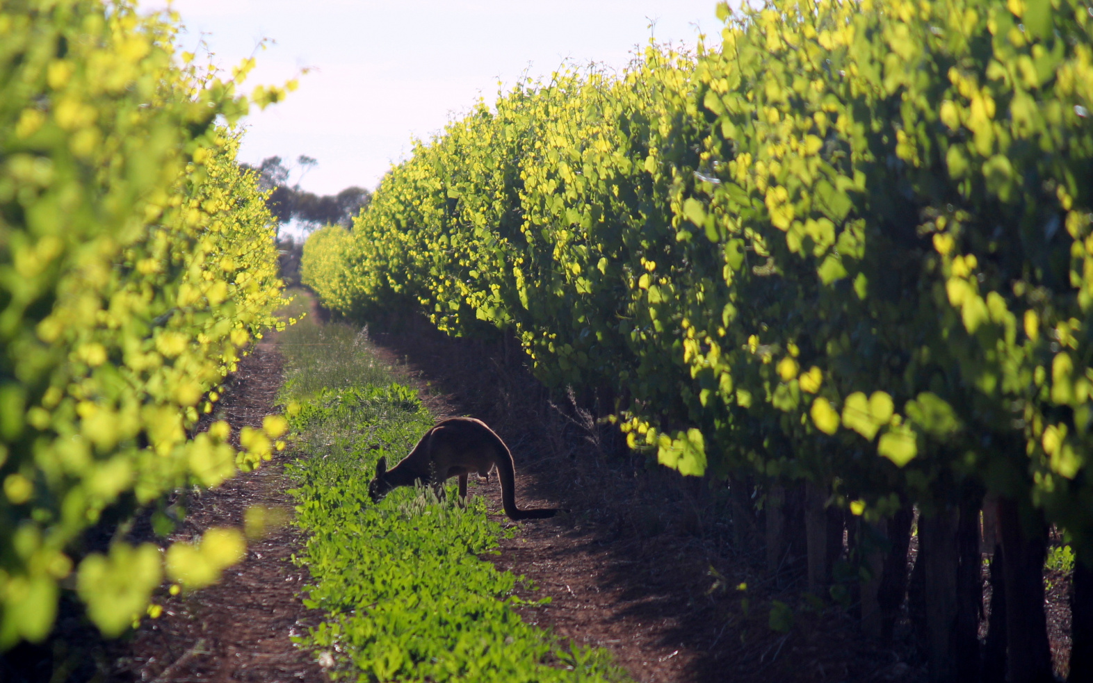 Cranswick Wines Our Wineries ABS Wine Agencies