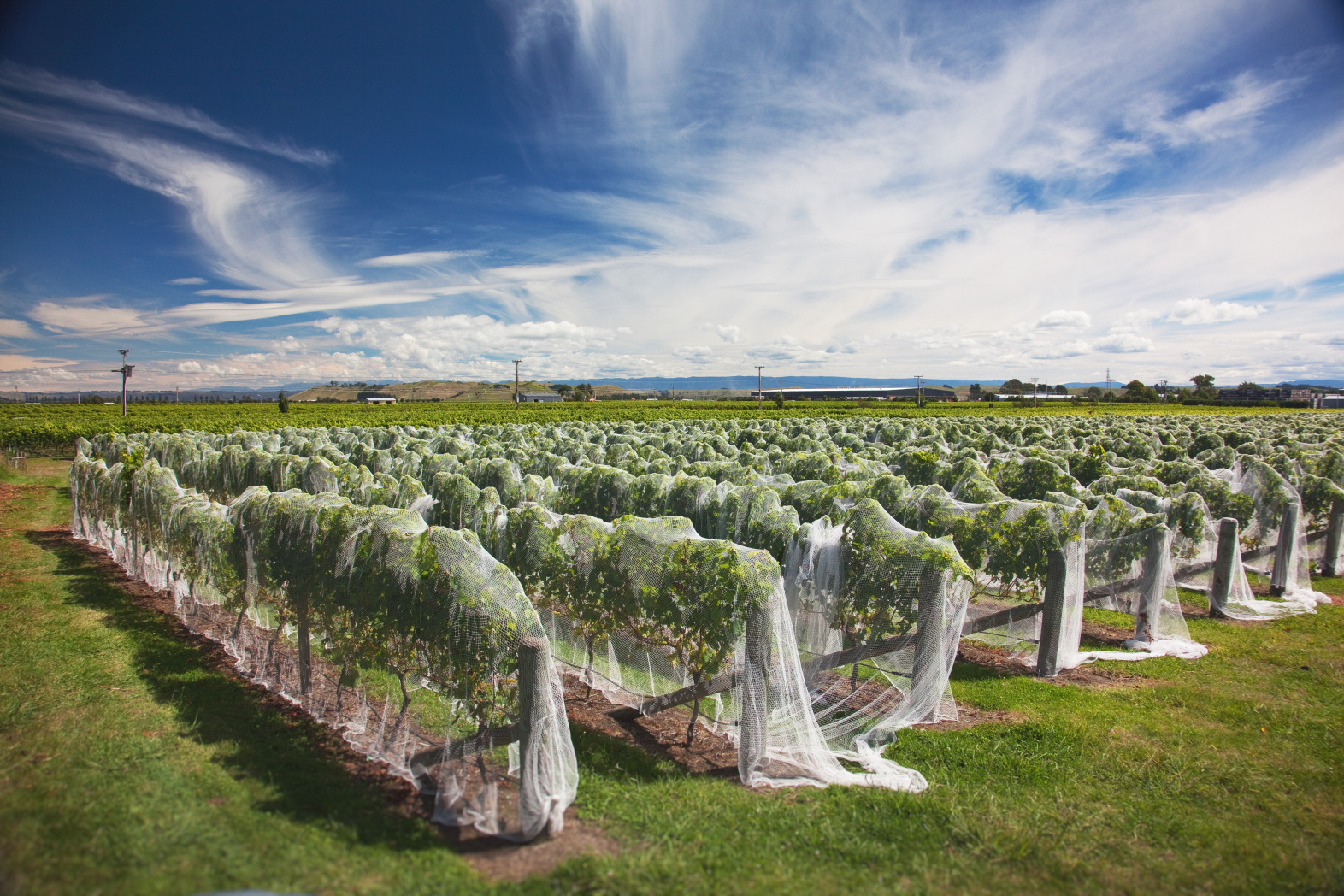 Mussel Bay Our Wineries ABS Wine Agencies