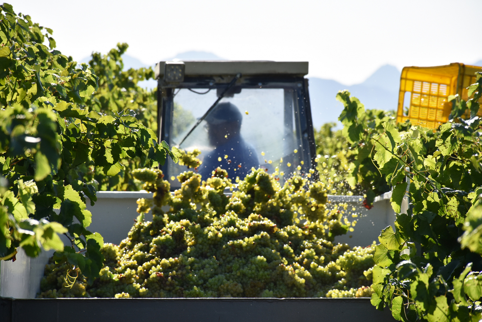 Jordan Wine Estate Our Wineries ABS Wine Agencies